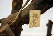 Image of La Specola, Firenze.  COnstructing Natue: Modes of Display [Camaleonte]