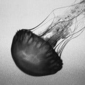 Image of 'Jelly' — 24 x 16" Limited edition fine art print