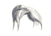 Image of Borzoi by Ping Zhu