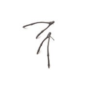 Image of oxidized silver double branch stud (E07sil)