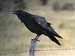 Image of Rook & Raven Aromatic Oil