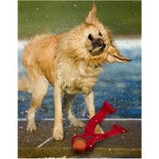 Image of Get Wet Water Toys