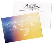 Image of Canadian Geese Postcards (Pack of 3)