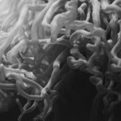 Image of 'Sea Noodles 1' Limited edition fine art print