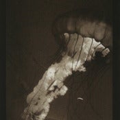 Image of 'Nettle' Limited edition fine art print