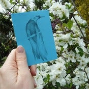 Image of Zine - Birds that like to display