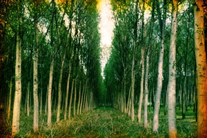 Image of "Torino" by Brandy Eve Allen