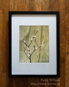 Image of Pussy Willows (7.5"x9.5")