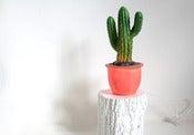 Image of Lampe veilleuse cactus branches ✭