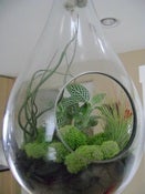 Image of Recycled Glass Terrarium 