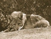 Image of Predator Advocacy 