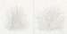 Image of Stephane Leonard - TREES (Book)
