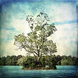 Image of No Tree is an Island
