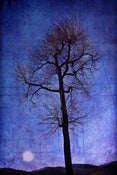 Image of Blue Ridge Blues