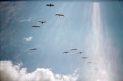 Image of .flight.