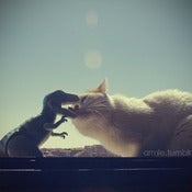 Image of Rawr