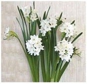 Image of Press On for The Holidays - Paperwhites