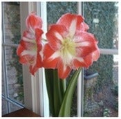 Image of Press On for The Holidays - Amaryllis