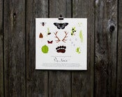 Image of Flora & Fauna of the Pacific Northwest Print