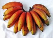 Image of Banana Powder 8oz
