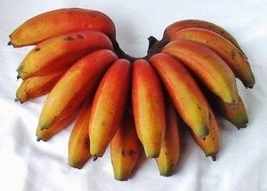 Image of Banana Powder 8oz