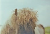 Image of perhaps I do like horses