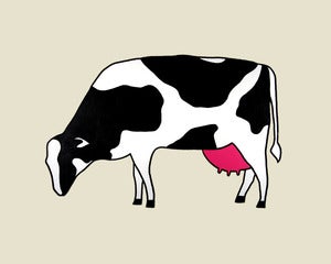 Image of A Cow