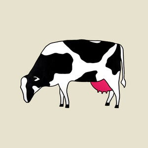 Image of A Cow