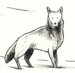 Image of PRINT :: Lord Snow's Wolf