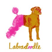 Image of Labradoodle 