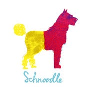 Image of Schnoodle 