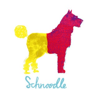 Image of Schnoodle 
