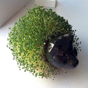Image of A Chia Pet (pig)