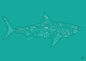 Image of Shark