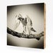 Image of Zaire, Lanner Falcon #4