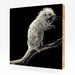 Image of Nilda, Prehensile Tailed Porcupine #2