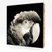 Image of Makani, Green-winged macaw #1
