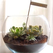 Image of large fish.bowl