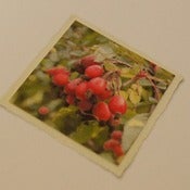 Image of HAWTHORN BERRIES Greetings Card ~ 104