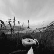 Image of "Is.Land" CD LP