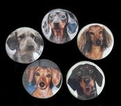 Image of Dachshund Magents