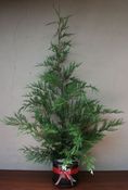 Image of Traditional Cyprus Christmas tree - 2 plus metres tall