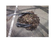 Image of Discard 14 (Location S033º 56’ 41.40” E 151º 09’ 25.20”) by Danny Eastwood