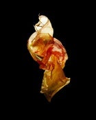 Image of Discard 8 (Polyethylene) by Danny Eastwood