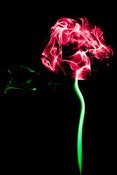 Image of Red Rose - The Smoke Collection