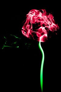 Image of Red Rose - The Smoke Collection