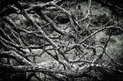 Image of Fallen Tree - The Abstract Collection
