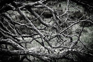 Image of Fallen Tree - The Abstract Collection