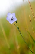 Image of Lone Flower - The Nature Collection