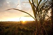 Image of Print of Sunset in the Cane Fields